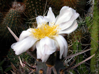 Tephrocactus articulatus var. papyracanthus