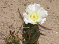 Tephrocactus articulatus var. papyracanthus