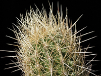 Thelocactus bicolor var. bolaensis