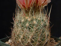 Thelocactus bicolor subsp. flavidispinus