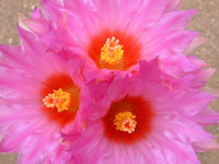 Thelocactus bicolor subsp. flavidispinus