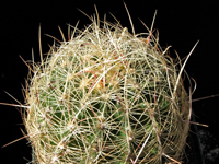 Thelocactus bicolor subsp. flavidispinus