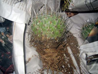Thelocactus conothelos subsp. argenteus