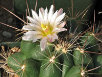 Thelocactus garciae