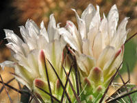 Thelocactus garciae