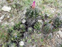 Thelocactus leucacanthus subsp. schmollii