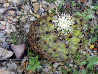 Thelocactus leucacanthus subsp. schmollii