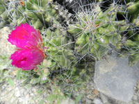 Thelocactus leucacanthus subsp. schmollii