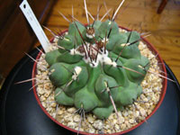 Thelocactus rinconensis subsp. phymatothelos