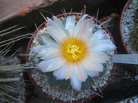 Thelocactus rinconensis subsp. phymatothelos