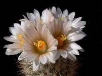 Turbinicarpus beguinii var. albiflorus