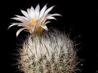 Turbinicarpus beguinii var. albiflorus