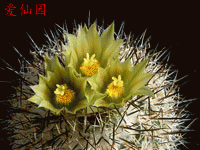 Turbinicarpus beguinii subsp. hintoniorum