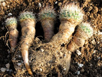 Turbinicarpus beguinii subsp. hintoniorum