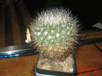 Turbinicarpus pailanus