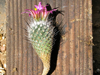 Turbinicarpus mandragora subsp. booleanus