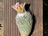 Turbinicarpus mandragora subsp. zaragosae