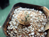 Turbinicarpus pailanus