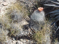 Turbinicarpus pailanus