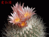 Turbinicarpus pailanus