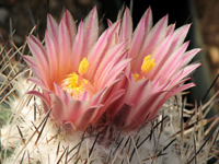 Turbinicarpus pailanus