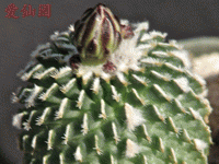 Turbinicarpus pseudopectinatus var. inermis