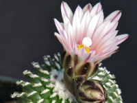 Turbinicarpus pseudopectinatus var. inermis