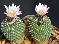 Turbinicarpus pseudopectinatus var. inermis