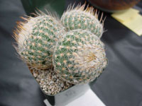 Turbinicarpus saueri var. septentrionalis