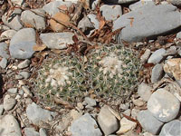 Turbinicarpus saueri var. gonzalezii