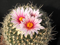 Turbinicarpus saueri var. gonzalezii