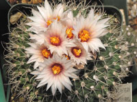 Turbinicarpus saueri var. nieblae