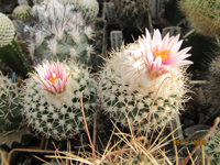 Turbinicarpus saueri var. nieblae