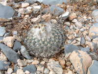 Turbinicarpus saueri var. septentrionalis