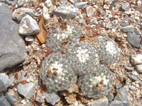 Turbinicarpus saueri var. septentrionalis