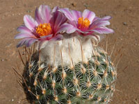 Turbinicarpus saueri var. septentrionalis