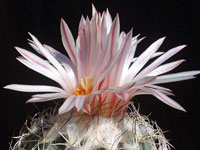 Turbinicarpus saueri subsp. verduzcoi