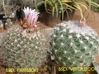 Turbinicarpus saueri subsp. verduzcoi