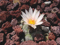 Turbinicarpus schmiedickeanus var. polaskii