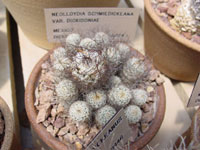 Turbinicarpus schmiedickeanus subsp. dickisoniae