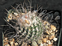 Turbinicarpus schmiedickeanus subsp. dickisoniae