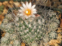 Turbinicarpus schmiedickeanus subsp. dickisoniae