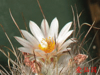 Turbinicarpus schmiedickeanus subsp. dickisoniae