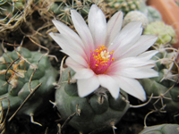 Turbinicarpus schmiedickeanus var. polaskii