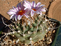 Turbinicarpus schmiedickeanus subsp. schwarzii var. rubriflorus