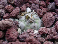 Turbinicarpus schmiedickeanus var. polaskii