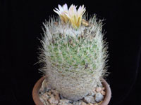 Turbinicarpus subterraneus var. zaragosae