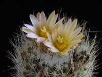 Turbinicarpus subterraneus var. zaragosae