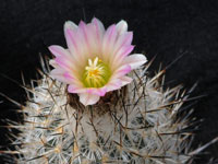 Turbinicarpus subterraneus var. zaragosae