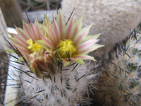 Turbinicarpus subterraneus var. zaragosae